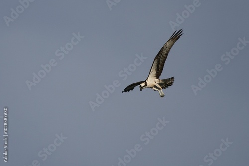 Osprey in flight against a clear blue sky