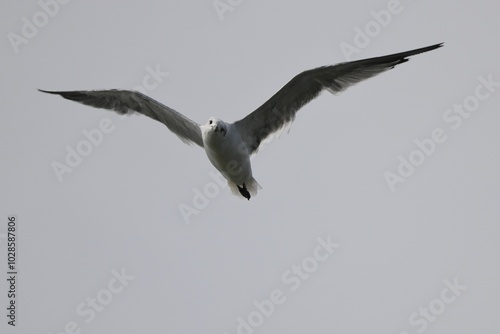 Seagull in flight against a grey sky