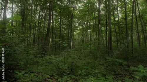 Wallpaper Mural Drone ascending on a lush forest landscape, at the daytime Torontodigital.ca