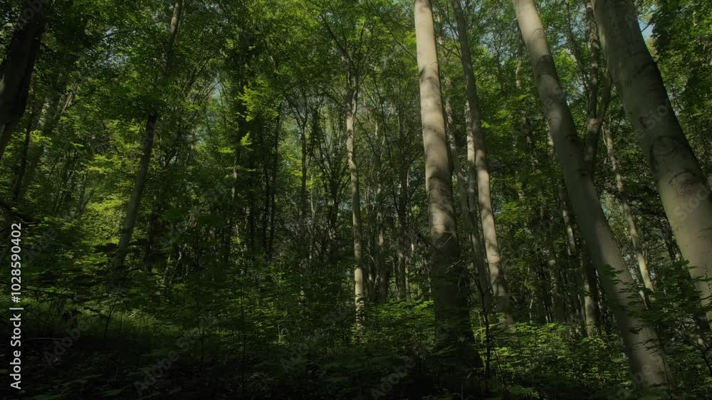 Beautiful view of a lush forest landscape with sunlit trees at the daytime Beautiful view of a lush forest landscape with sunlit trees at the daytime