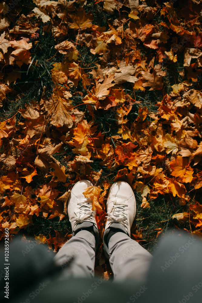 First person view looking down on colourful autumn leaves wearing white sneakers