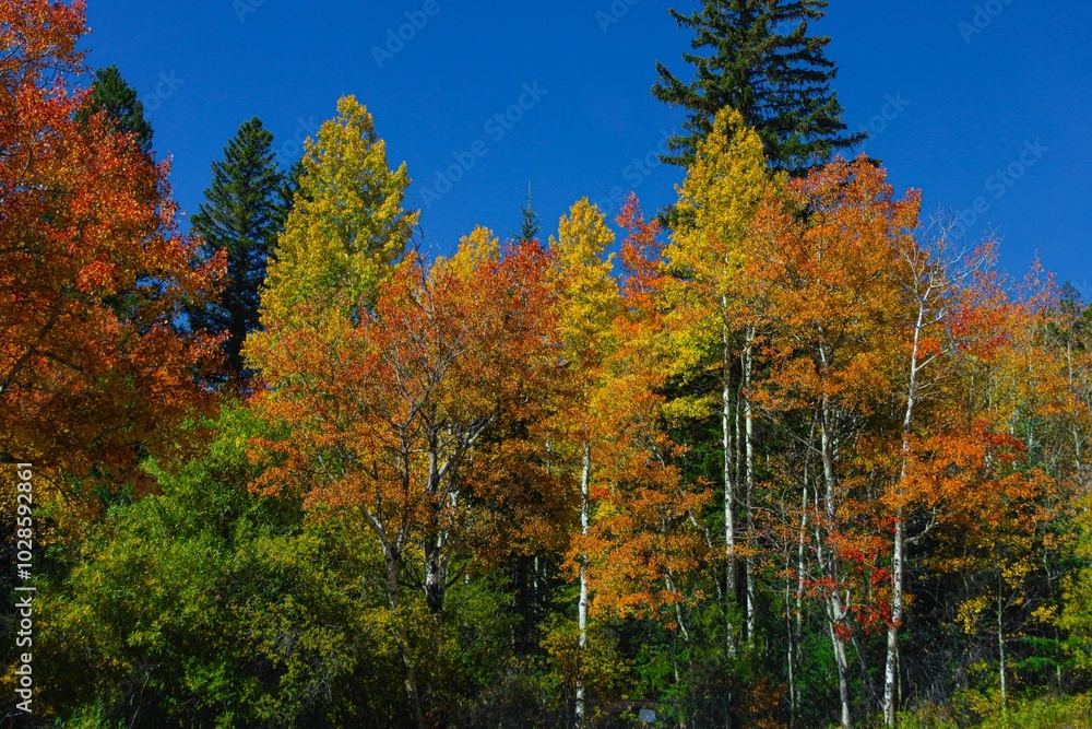 Fotografie Vibrant autumn foliage in a forest setting.