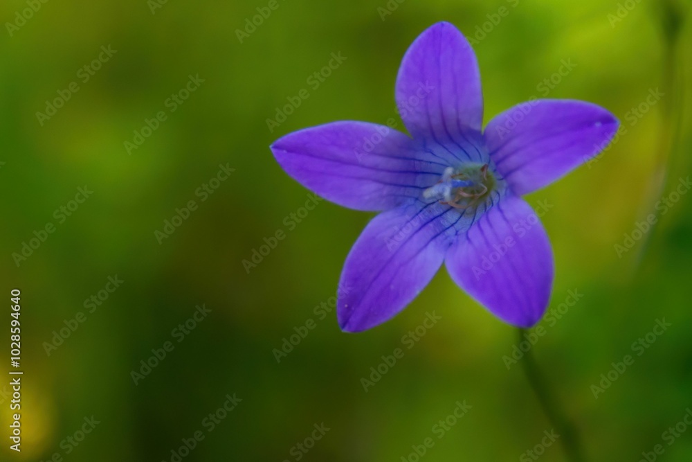 Close-up of a purple spreading bellflower against a soft green blurred background Close-up of a purple spreading bellflower against a soft green blurred background