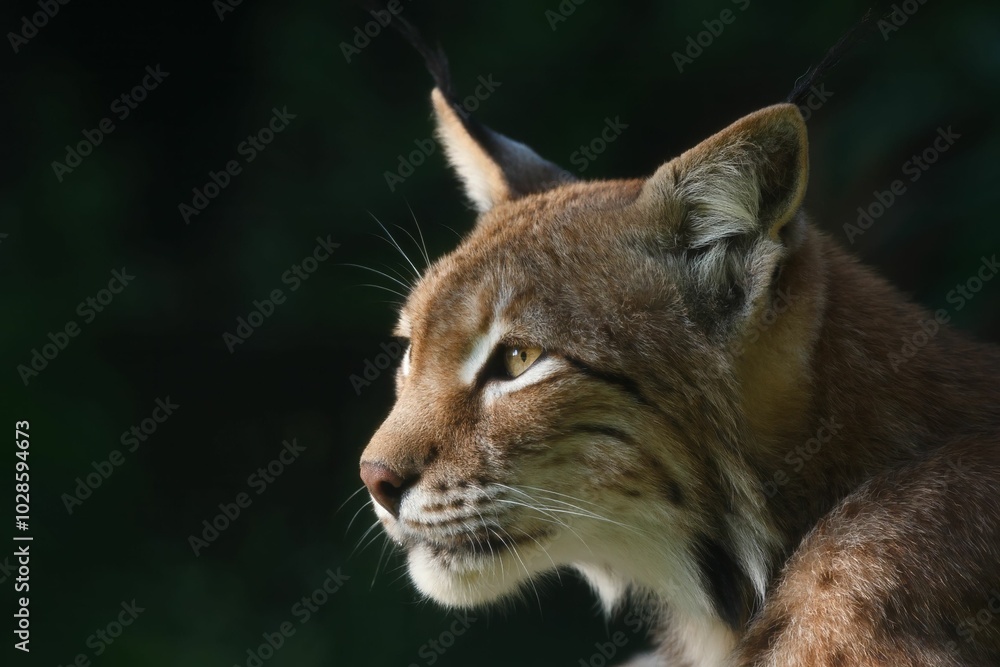 Fototapeta premium Close-up of a Eurasian lynx with a focused gaze against a dark background.