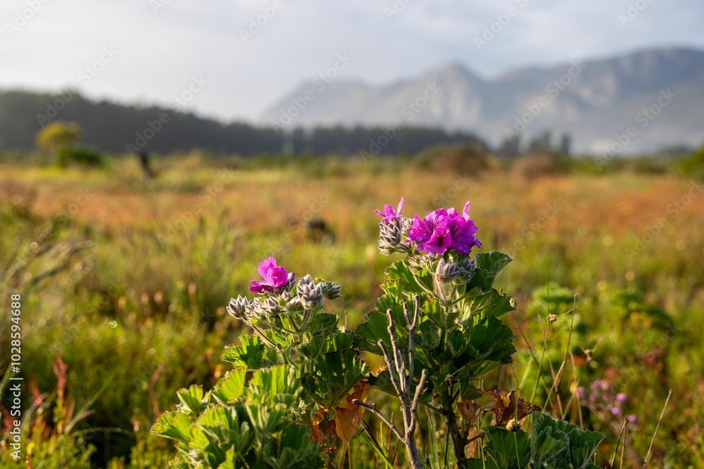 Vibrant purple Pelargonium flowers bloom in a sunny meadow with mountains in the background Vibrant purple Pelargonium flowers bloom in a sunny meadow with mountains in the background