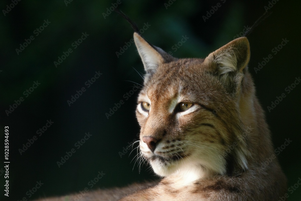 Eurasian lynx in its natural habitat, showcasing its distinctive tufted ears and focused gaze. Eurasian lynx in its natural habitat, showcasing its distinctive tufted ears and focused gaze.