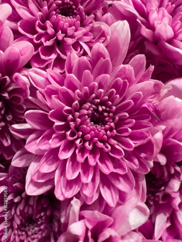 Vibrant pink Chrysanthemums