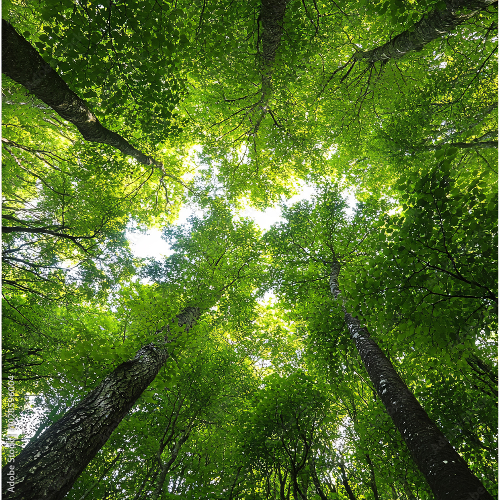 Fototapeta premium Tree background, tree low shot angle 