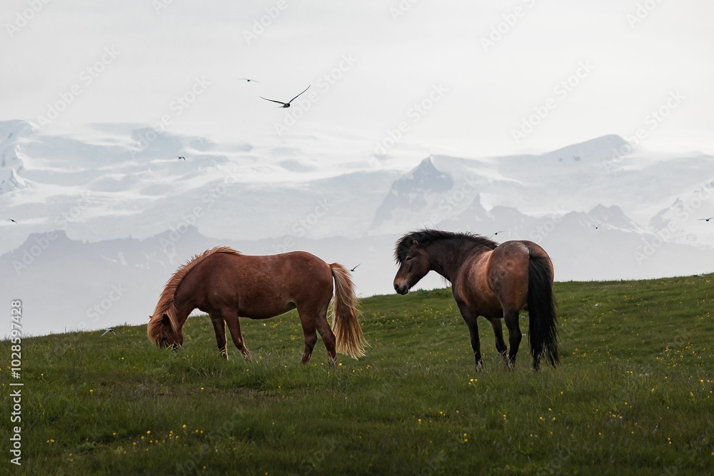 Fototapeta premium Horses grazing with mountain backdrop
