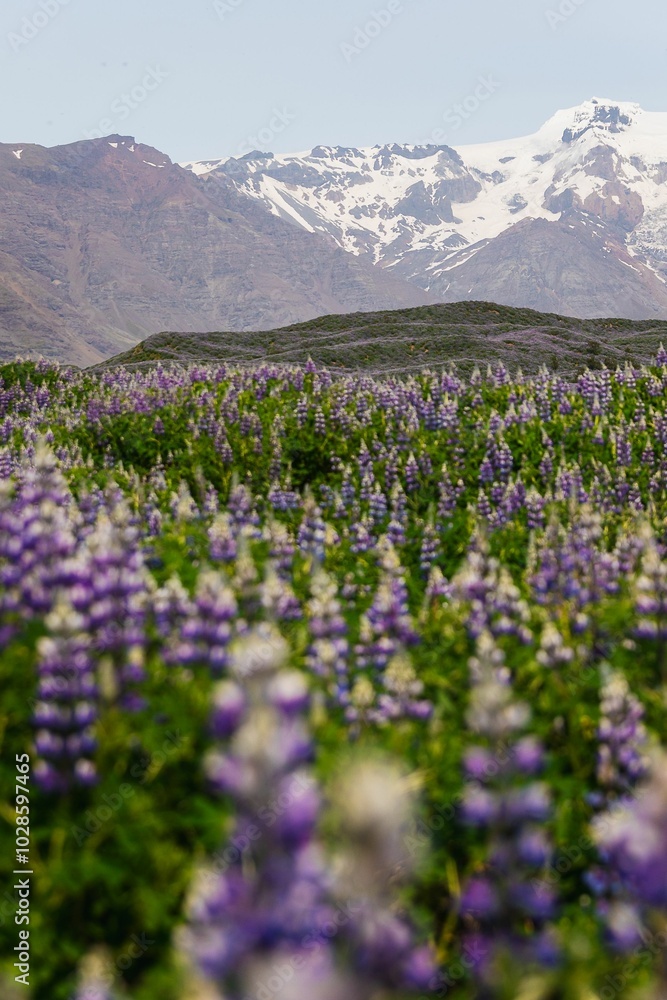 Field of purple lupine flowers with a snow-capped mountain in the background. Field of purple lupine flowers with a snow-capped mountain in the background.