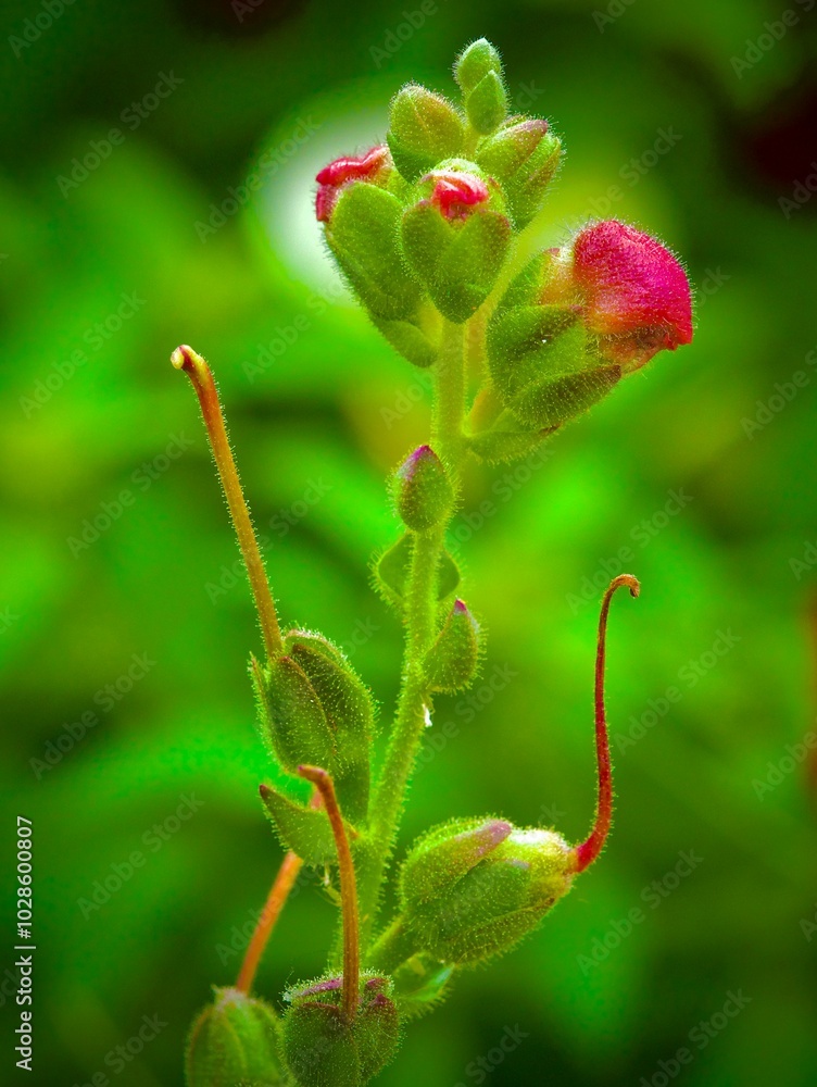 Close-up of the bud of a vibrant flower Close-up of the bud of a vibrant flower