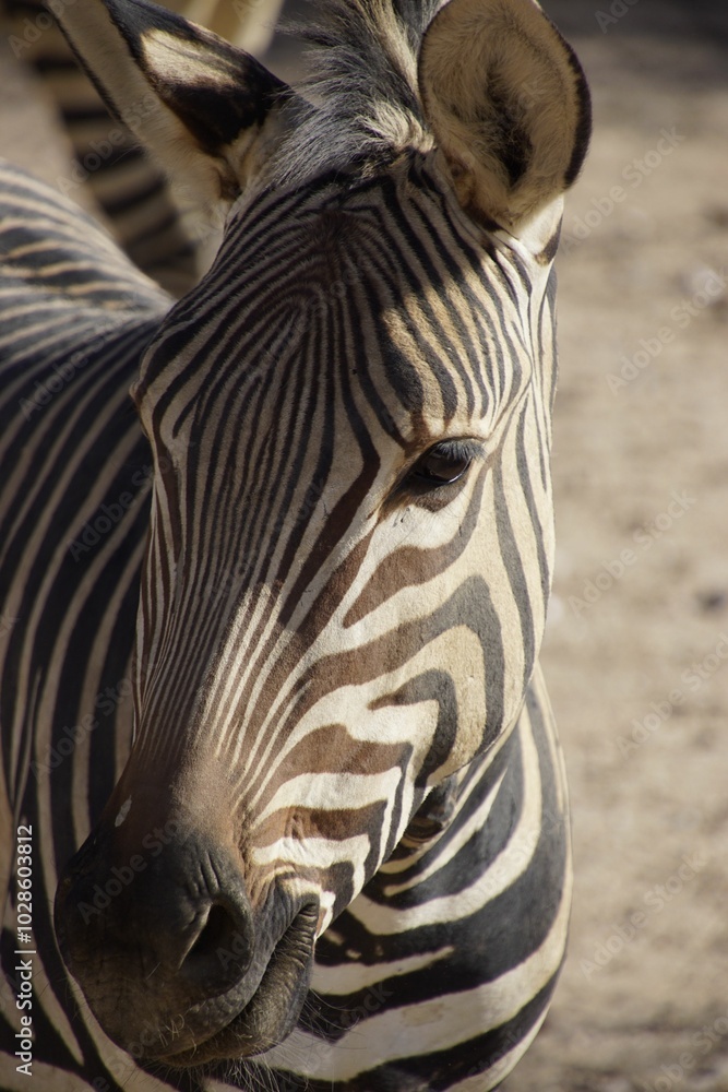 Fototapeta premium Close-up of a zebra with detailed black and white stripes.