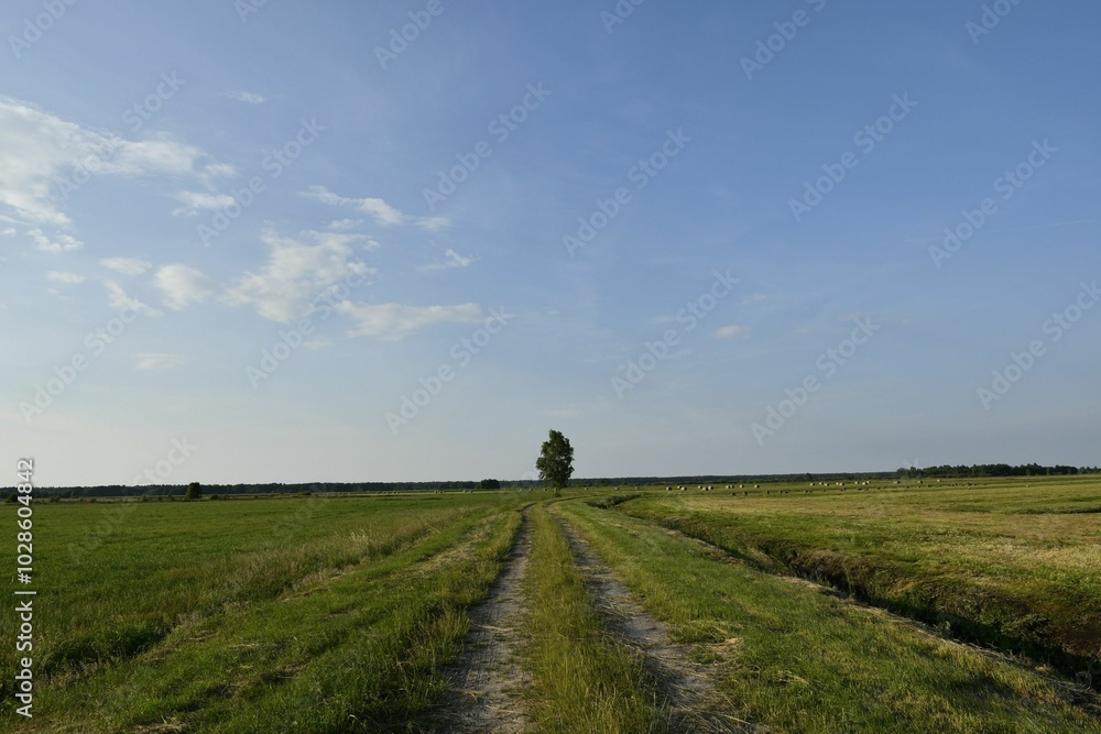 Serene rural landscape with dirt road and clear sky Serene rural landscape with dirt road and clear sky