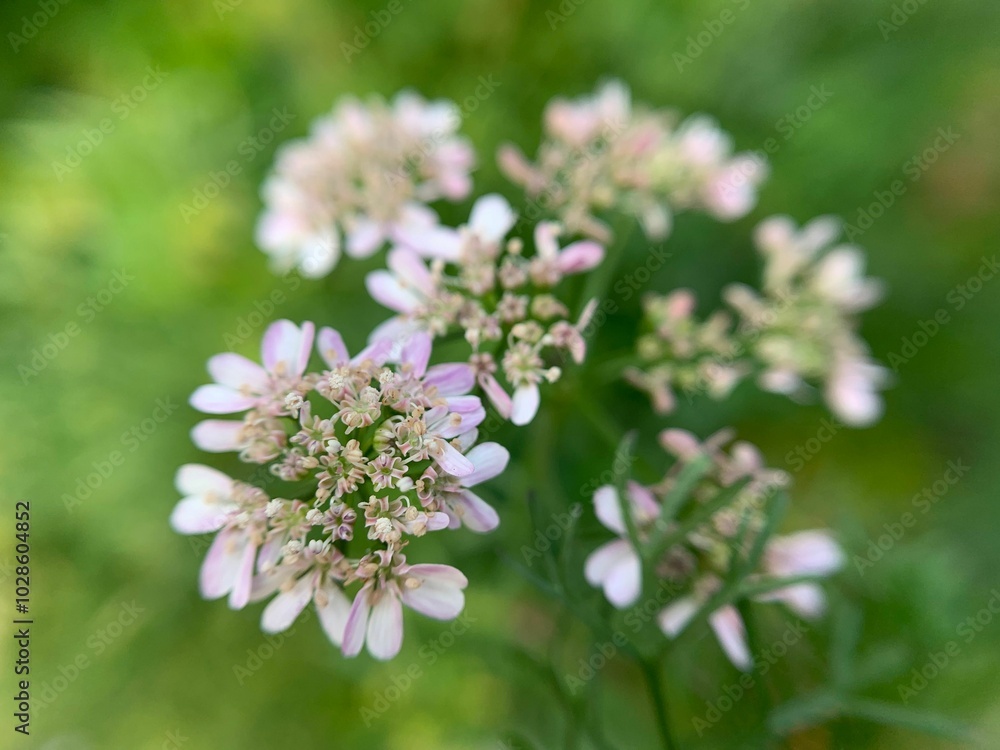 Close-up of delicate pink and white flowers. Close-up of delicate pink and white flowers.