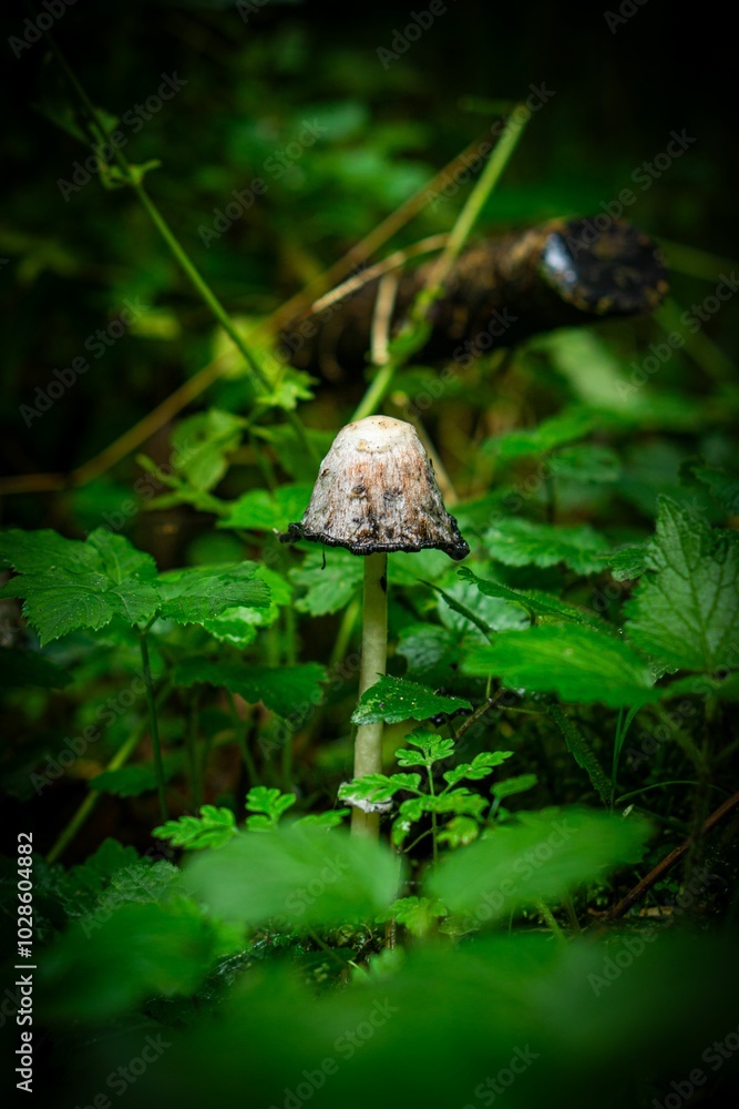 Close-up of a wild mushroom surrounded by lush green foliage in a forest setting Close-up of a wild mushroom surrounded by lush green foliage in a forest setting