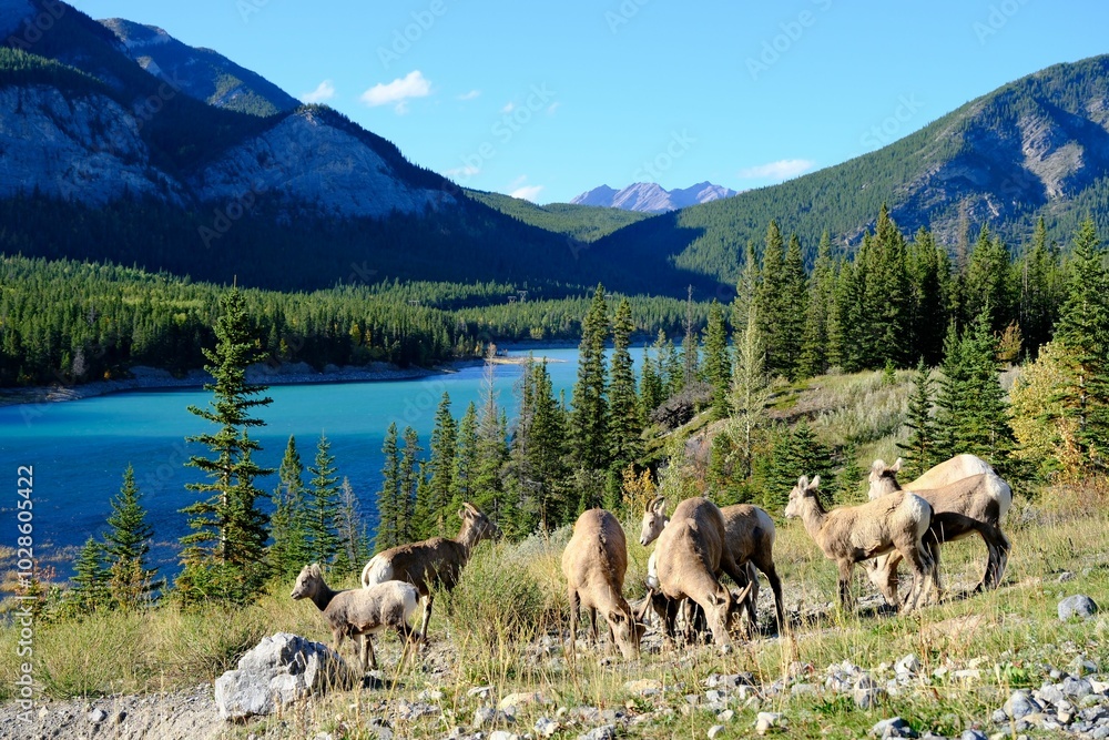 Obraz premium Herd of bighorn sheep grazing near a Barrier lake in a mountainous landscape under a clear blue sky