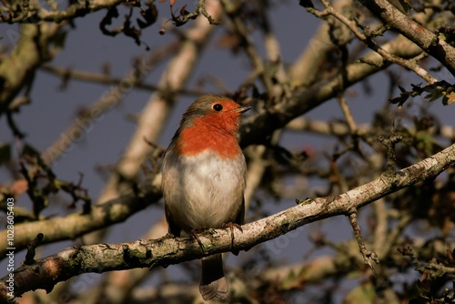 Robin Perched on a Branch