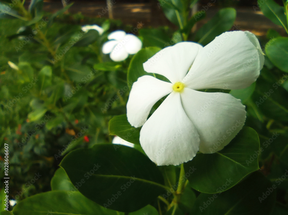 A beautiful flower Madagascar Periwinkle A beautiful flower Madagascar Periwinkle