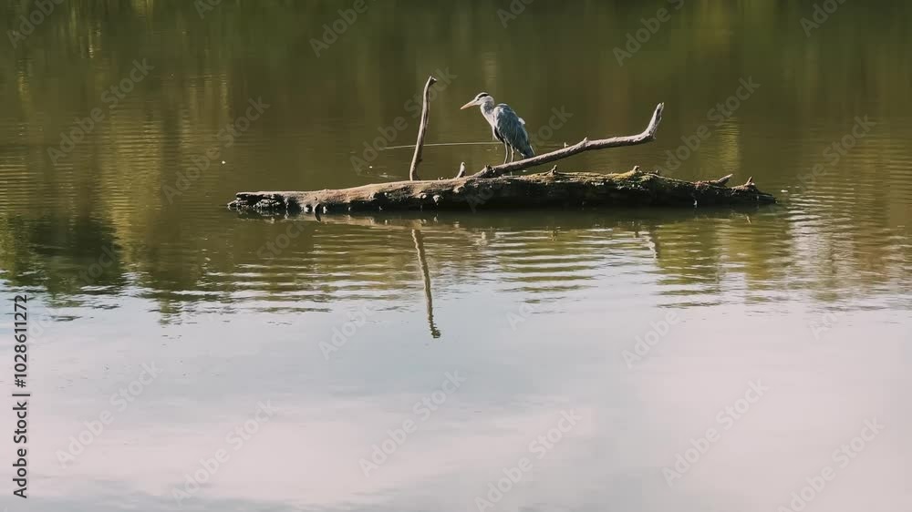 waterscape scene featuring a heron perched gracefully on a piece of driftwood waterscape scene featuring a heron perched gracefully on a piece of driftwood