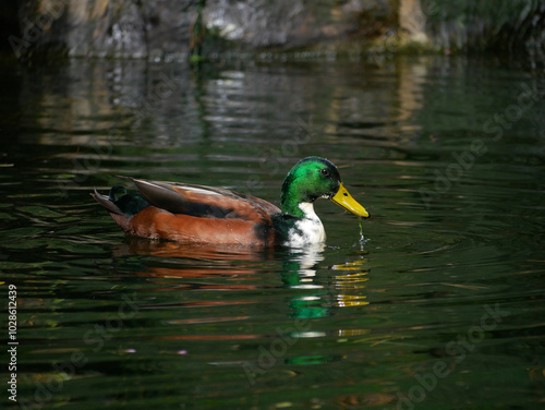 A Mallard Duck drake (Anas platyrhynchos) with its reflection swim in a lake in Turkenschanzpark in Vienna photo