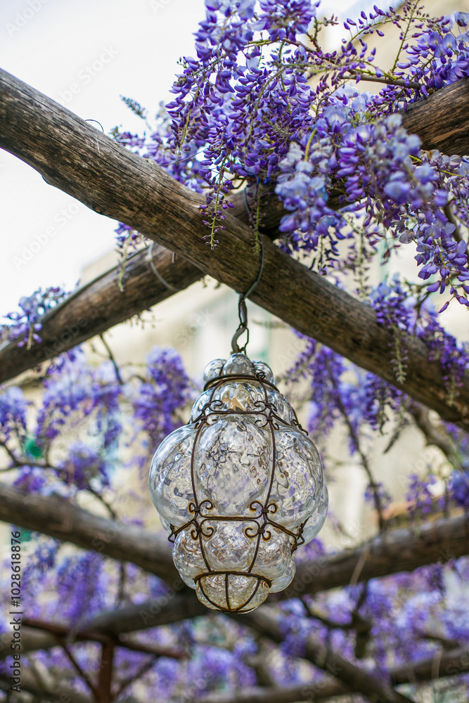Wisteria in bloom on the vines of a villa in Ravello on the Amalfi coast