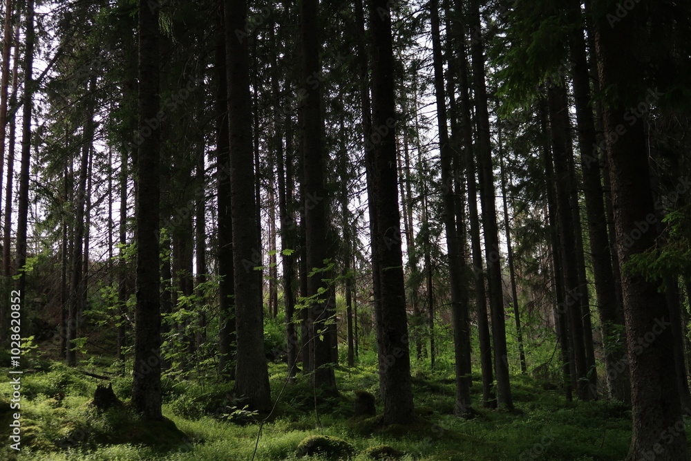 Obraz premium forest in the morning