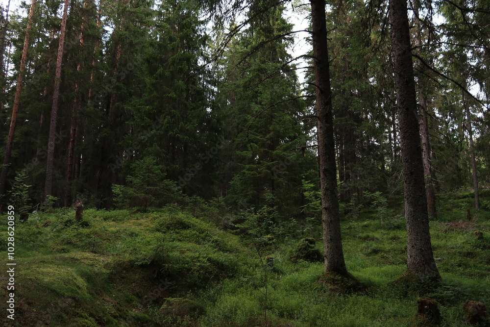 forest in the morning forest in the morning