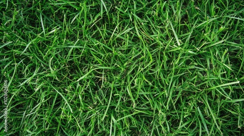 Lush Green Grass Textures for Nature Backgrounds