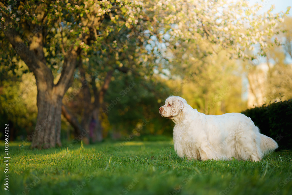 This Clumber Spaniel enjoys a quiet moment on a wooden deck surrounded by colorful spring flowers. This Clumber Spaniel enjoys a quiet moment on a wooden deck surrounded by colorful spring flowers.