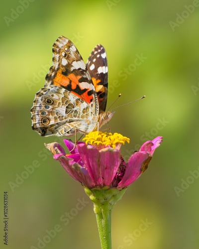 Painted lady butterfly on a vibrant pink flower against a green background. Dover, Tennessee photo