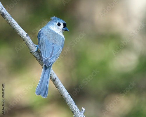 Tufted titmouse perched on a branch with a blurred green background. Dover, Tennessee photo