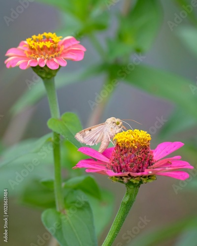 Corn earworm moth perched on a pink zinnia with a blurred green background. Dover, Tennessee photo