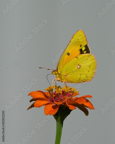 Orange sulphur butterfly perched on a vibrant flower. Dover, Tennessee photo