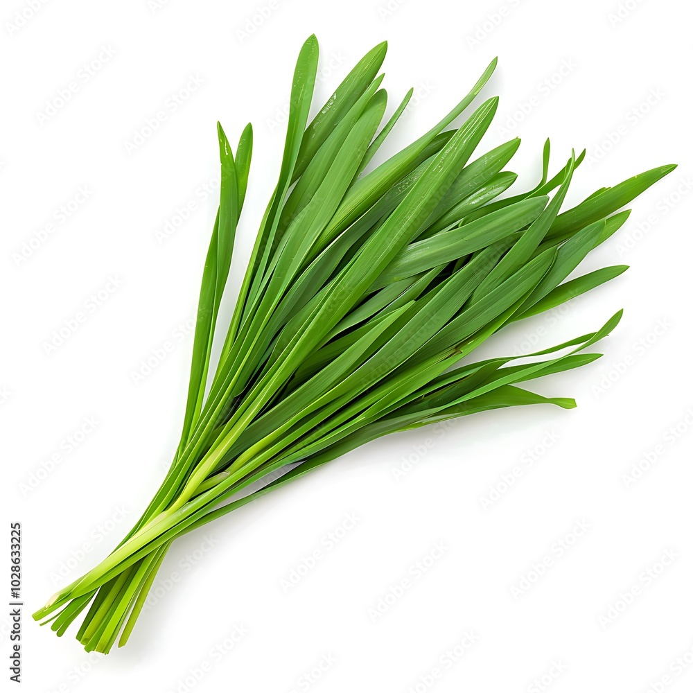 Chinese chive leaves isolated on white background Chinese chive leaves isolated on white background