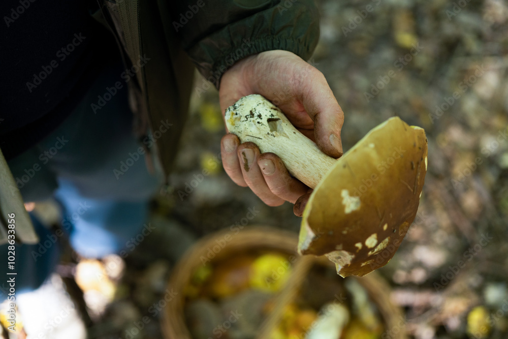 man holding mushroom in his hand and cleaning it man holding mushroom in his hand and cleaning it