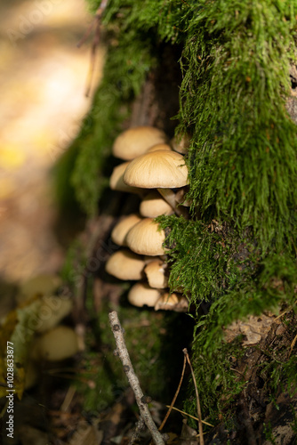 mushrooms growing on a tree in the forest