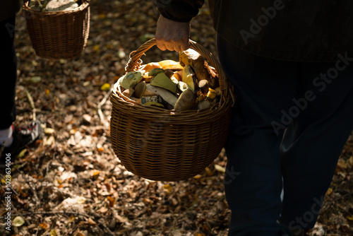 person carrying basket of mushrooms in the forest