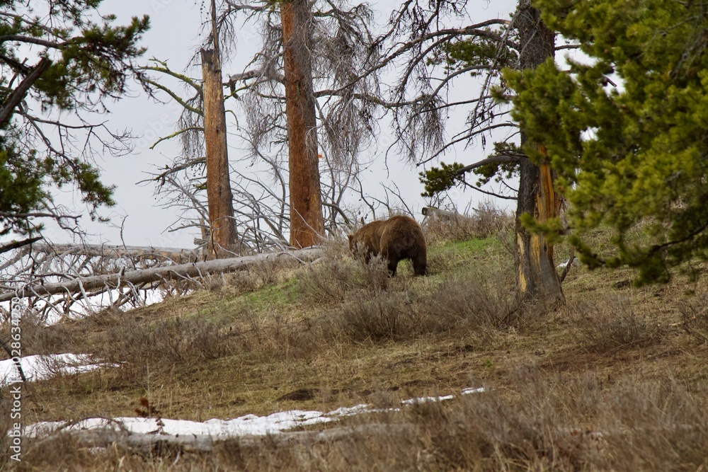 brown bear in the woods