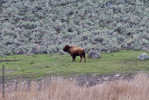 Bison in a meadow