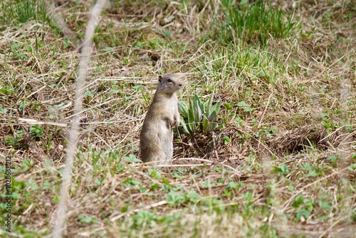 squirrel on the ground