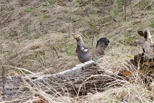 red winged blackbird