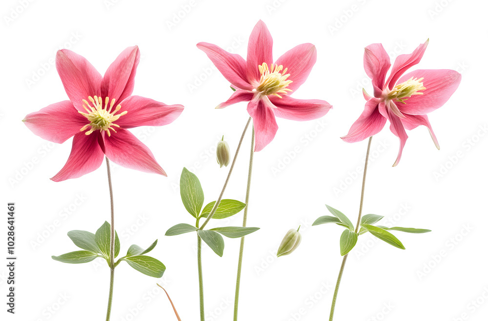 a group of pink flowers
a group of pink flowers