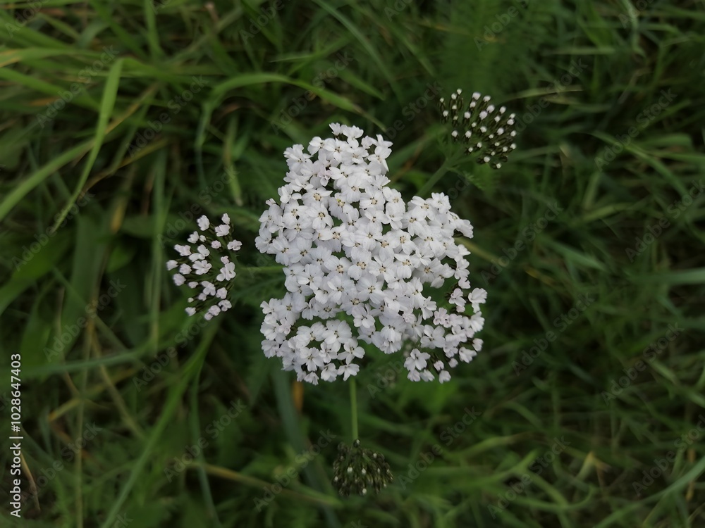 Close-Up of White Yarrow Flower in Green Meadow Setting