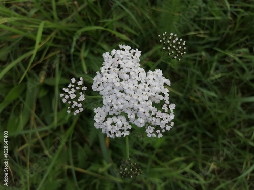 Close-Up of White Yarrow Flower in Green Meadow Setting