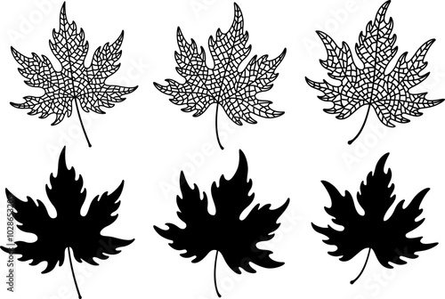 Isolated maple leaves set, veins leaf texture and silhouettes, vector clipart collection in black color, venation skeleton pattern design