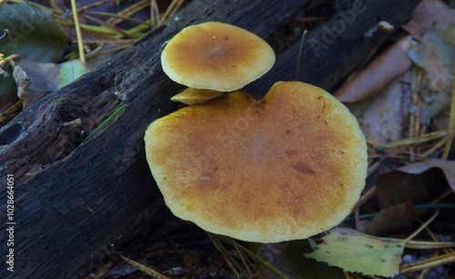 hygrophoropsis aurantiaca wrong chanterelle mushrooms on a rotten tree closeup makro photo