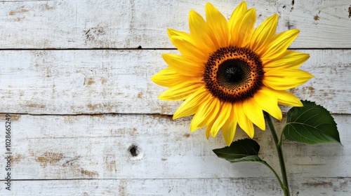 A solitary sunflower with bright petals on a light rustic background