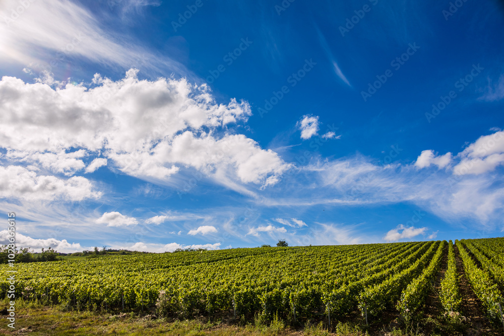 Obraz premium Les vignobles de vin Chablis