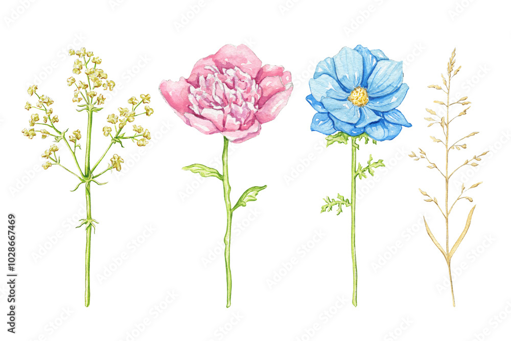 Set with blue and pink flowers and vegetations isolated on white background. Watercolor hand drawn illustration Set with blue and pink flowers and vegetations isolated on white background. Watercolor hand drawn illustration