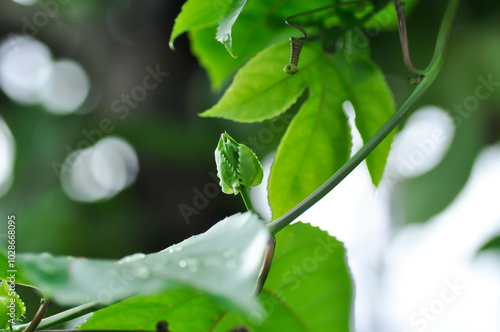 passion fruit plant, Passiflora edulis or Passionfruit or Maracuja or flower of passion fruit plant and rain drop photo